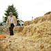 Judge Timothy Connors walks around Jenny's Market straw maze west of Dexter on Friday. Webster Township officials and lawyers would like to shut down the maze claiming it is a public nuisance and a safety hazard. Daniel Brenner I AnnArbor.com